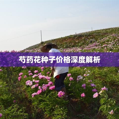 芍药花种子价格深度解析