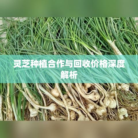 灵芝种植合作与回收价格深度解析