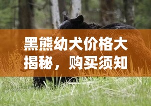 黑熊幼犬价格大揭秘，购买须知全攻略！