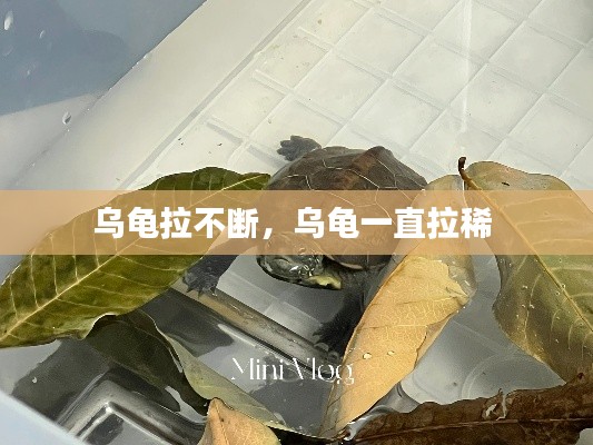 乌龟拉不断，乌龟一直拉稀 