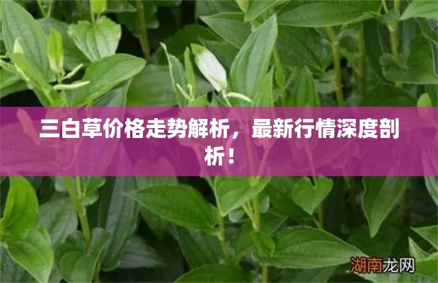 三白草价格走势解析，最新行情深度剖析！