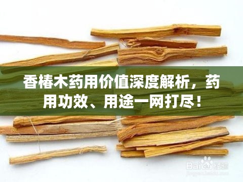 香椿木药用价值深度解析，药用功效、用途一网打尽！