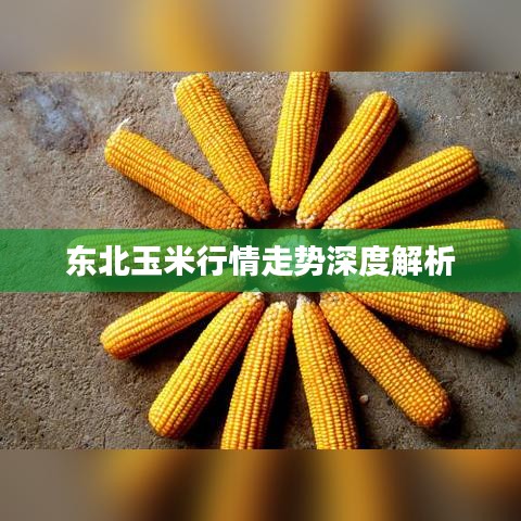 东北玉米行情走势深度解析