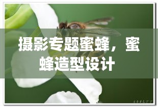 摄影专题蜜蜂，蜜蜂造型设计 