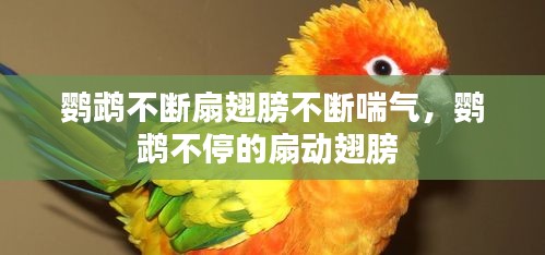 鹦鹉不断扇翅膀不断喘气，鹦鹉不停的扇动翅膀 