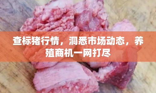 查标猪行情，洞悉市场动态，养殖商机一网打尽