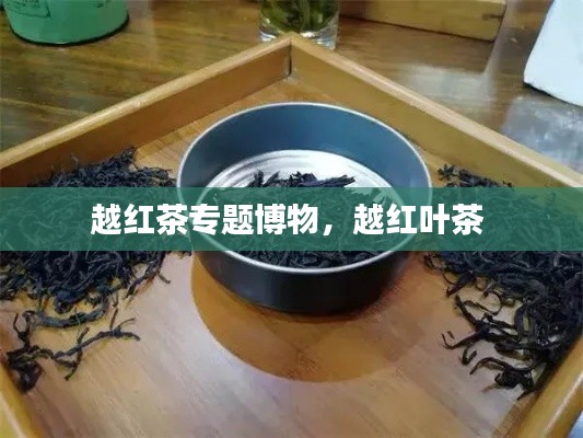 越红茶专题博物，越红叶茶 