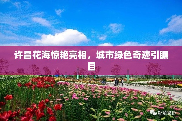 许昌花海惊艳亮相，城市绿色奇迹引瞩目