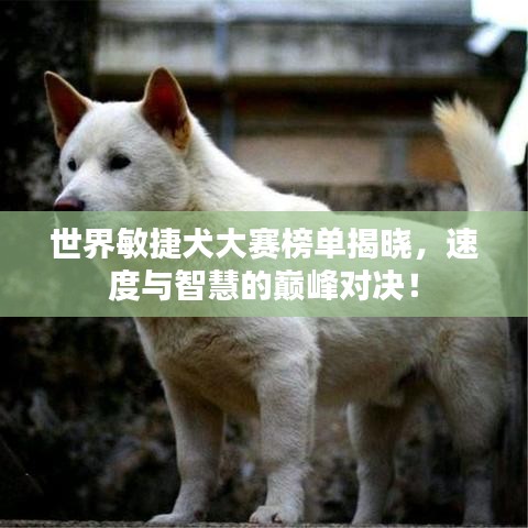 世界敏捷犬大赛榜单揭晓，速度与智慧的巅峰对决！