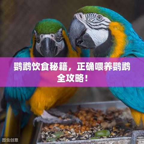 鹦鹉饮食秘籍，正确喂养鹦鹉全攻略！