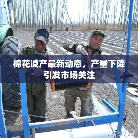 棉花减产最新动态，产量下降引发市场关注