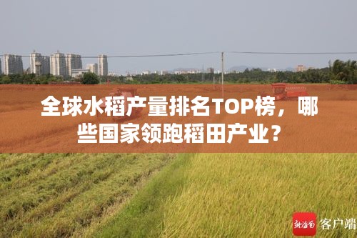 全球水稻产量排名TOP榜，哪些国家领跑稻田产业？