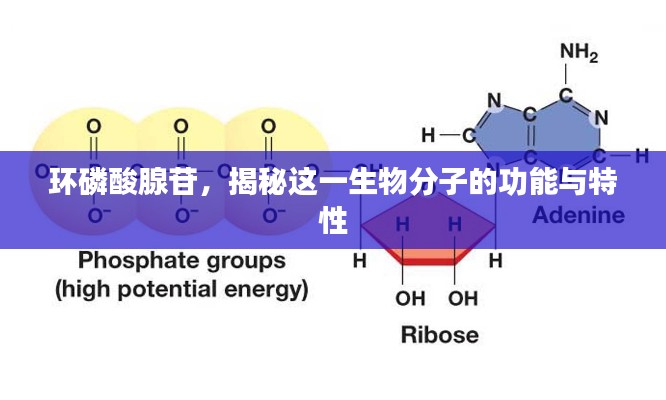 环磷酸腺苷，揭秘这一生物分子的功能与特性