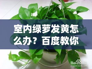 室内绿萝发黄怎么办？百度教你轻松解决！