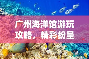 广州海洋馆游玩攻略，精彩纷呈的水下世界之旅！