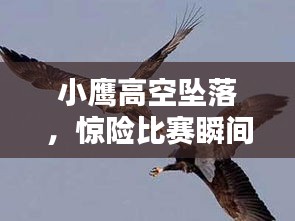 小鹰高空坠落，惊险比赛瞬间！