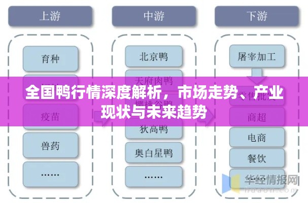 全国鸭行情深度解析，市场走势、产业现状与未来趋势