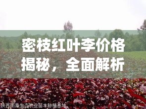 密枝红叶李价格揭秘，全面解析市场行情