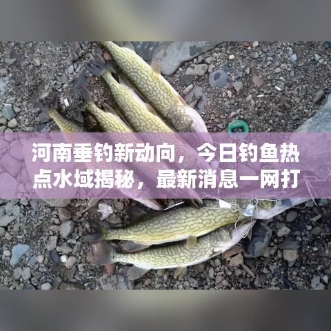 河南垂钓新动向，今日钓鱼热点水域揭秘，最新消息一网打尽