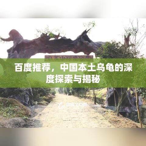 百度推荐，中国本土乌龟的深度探索与揭秘