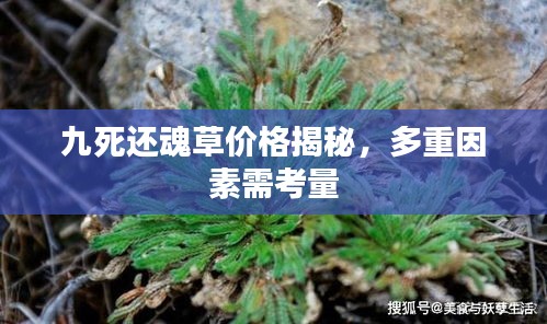 九死还魂草价格揭秘，多重因素需考量