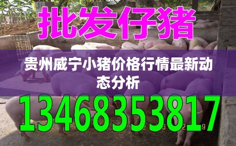 贵州威宁小猪价格行情最新动态分析