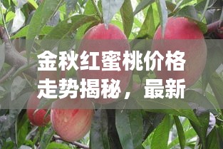 金秋红蜜桃价格走势揭秘，最新行情分析与预测