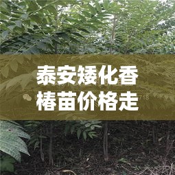 泰安矮化香椿苗价格走势揭秘，最新行情分析