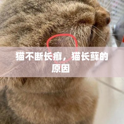 猫不断长癣，猫长藓的原因 