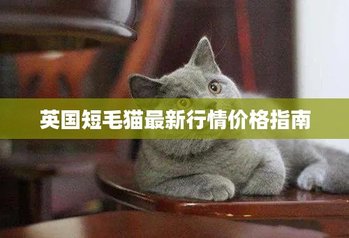 英国短毛猫最新行情价格指南