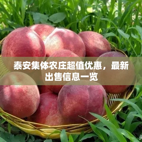 泰安集体农庄超值优惠，最新出售信息一览