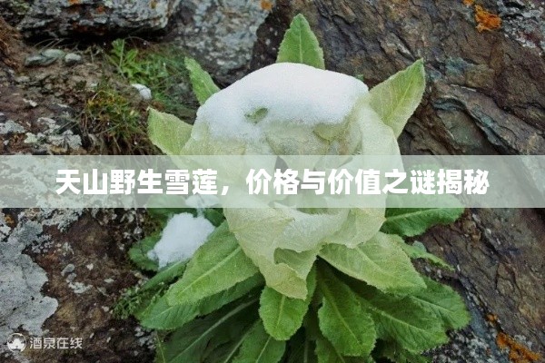 天山野生雪莲，价格与价值之谜揭秘