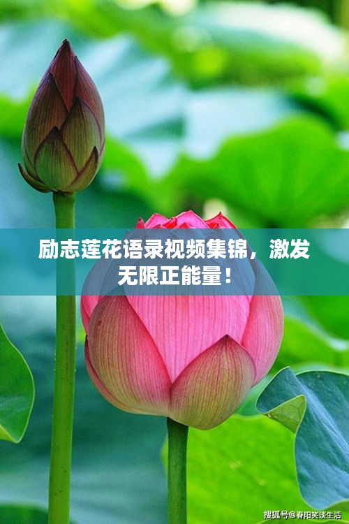 励志莲花语录视频集锦，激发无限正能量！