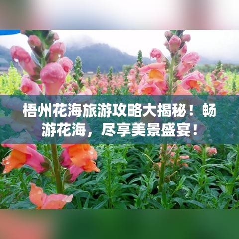 梧州花海旅游攻略大揭秘！畅游花海，尽享美景盛宴！