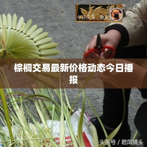 棕榈交易最新价格动态今日播报