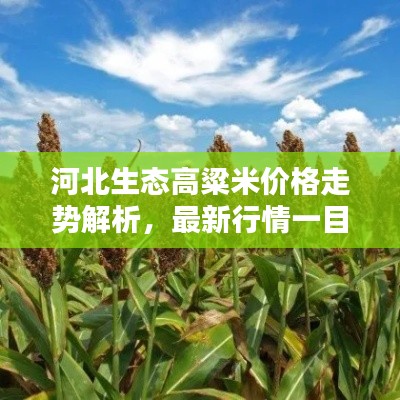 河北生态高粱米价格走势解析，最新行情一目了然