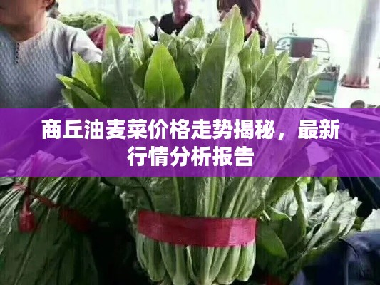 商丘油麦菜价格走势揭秘，最新行情分析报告