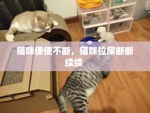 猫咪便便不断，猫咪拉屎断断续续 